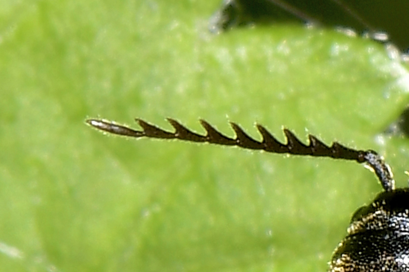 Eucnemidae: Microrhagus cf. pygmaeus